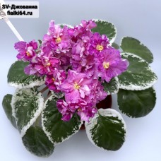 SV-Джованна (Суворова)